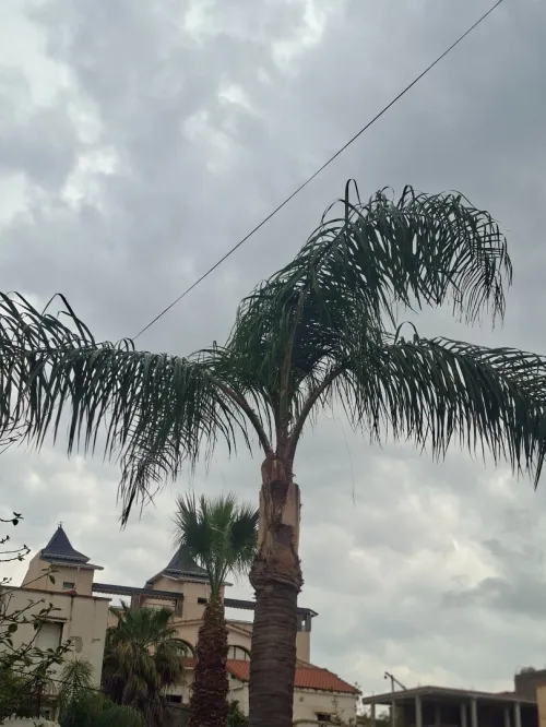 Abattage et elagage et taillage des arbres