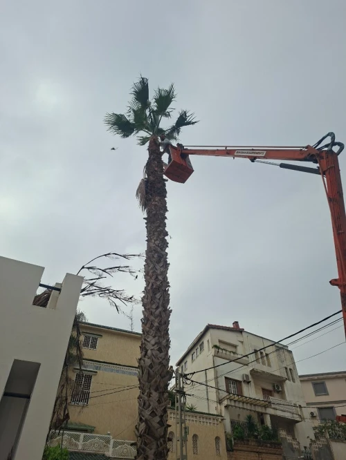 Abattage et elagage et taillage des arbres