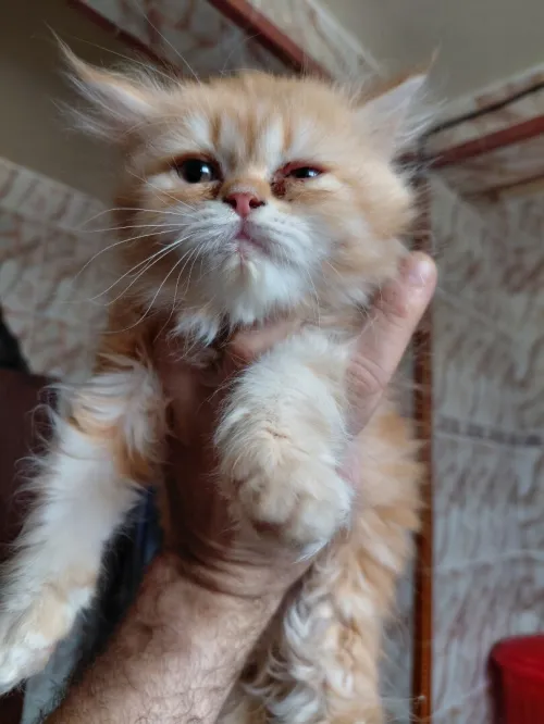 Persian Chaton