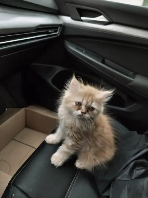 Persian Chaton