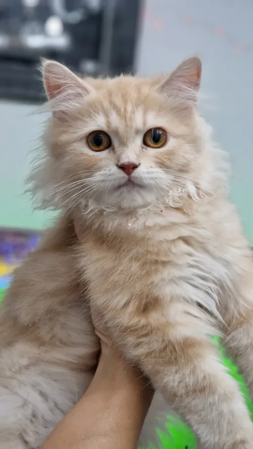 Chat persan 