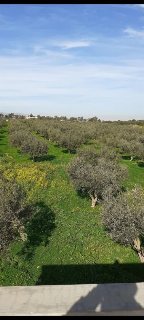 Vente Terrain Agricole Oran Es senia