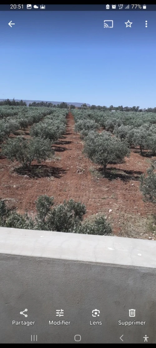 Vente Terrain Agricole Oran Es senia