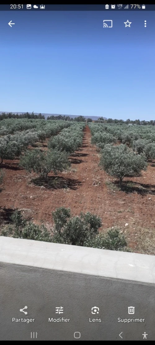 Vente Terrain Agricole Oran Es senia