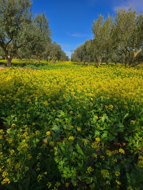 Vente Terrain Agricole Oran Es senia