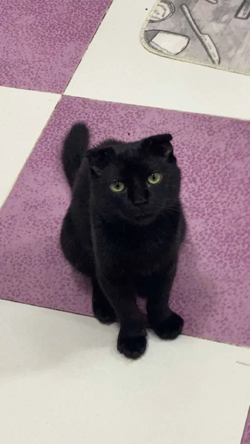 Chat scottish flod très bonne santé 