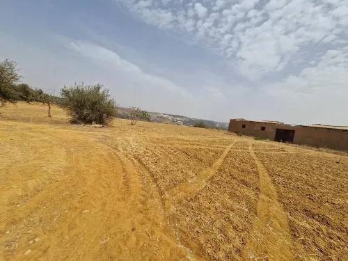 Vente Terrain Agricole Mostaganem Sidi lakhdaara