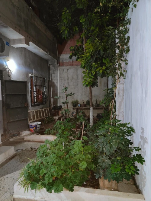 Vente Villa Alger Les eucalyptus