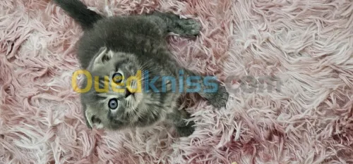 Des Chatons Scottish Fold Et British Pure Race 