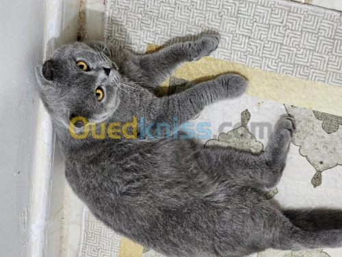 Un male scottish fold Pour Accouplement pedigree 
