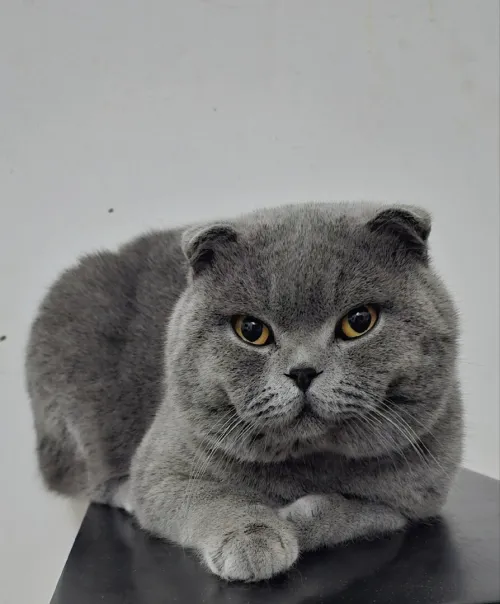 Un male scottish fold pure race pedigree pour accouplement 