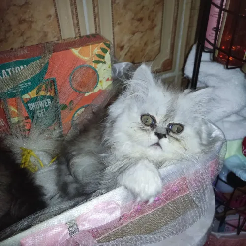 Chat de race