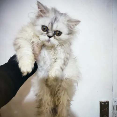 Chat de race