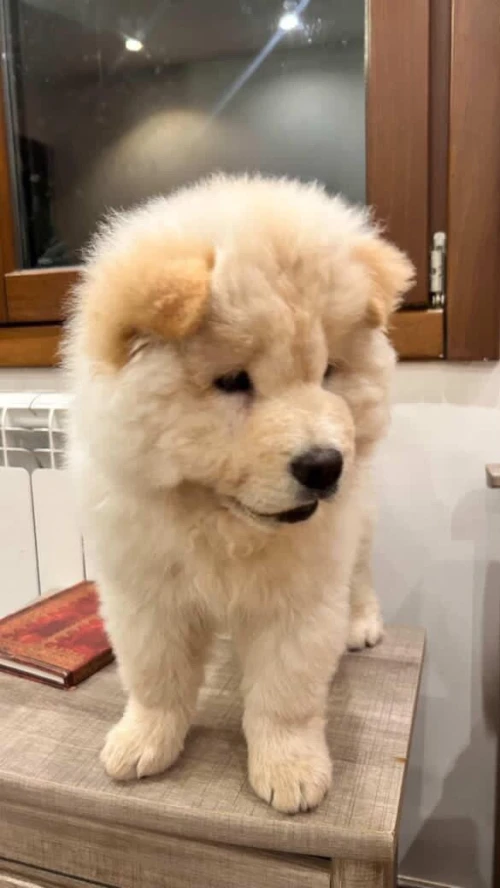 Chien race chinoise