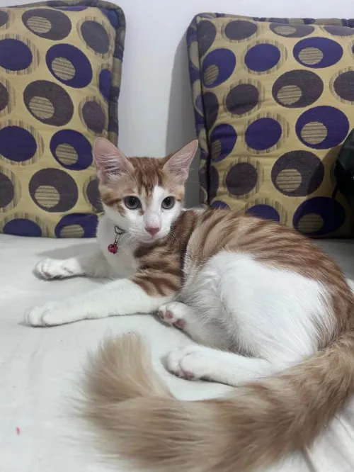 Chatons à donner 