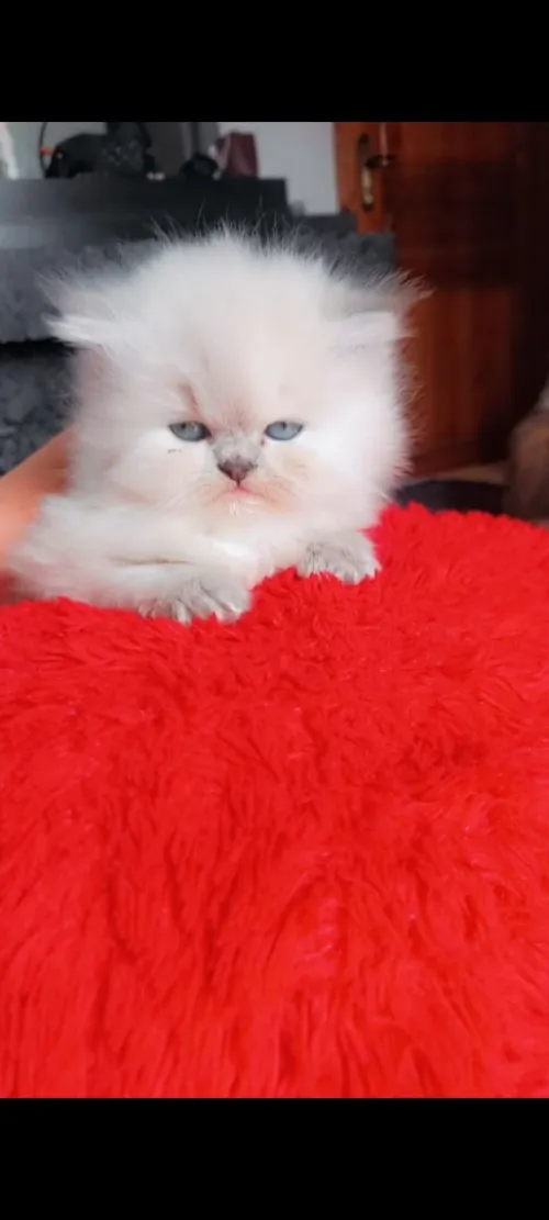Persan 