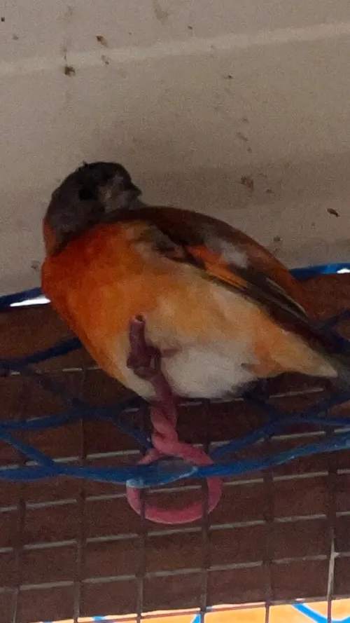 Oiseaux