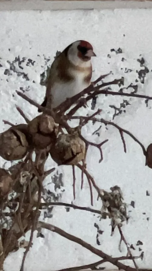Oiseaux