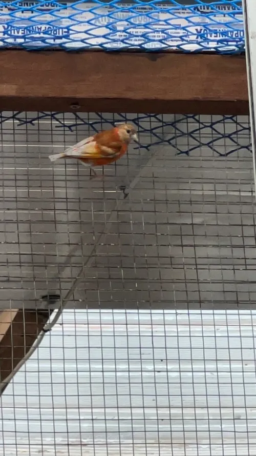 Oiseaux