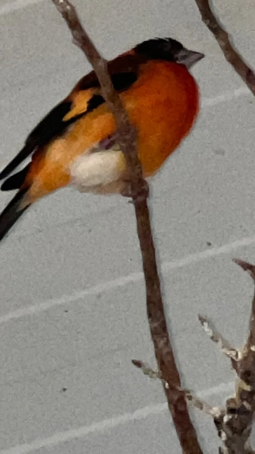 Oiseaux