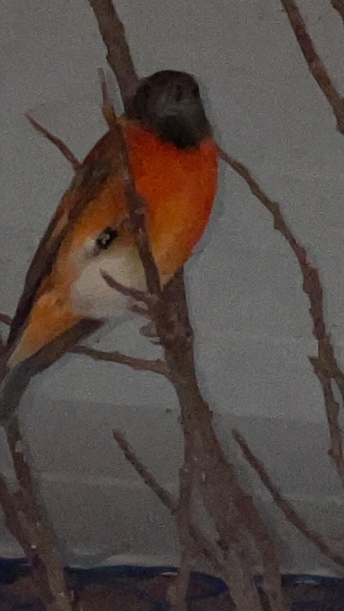 Oiseaux