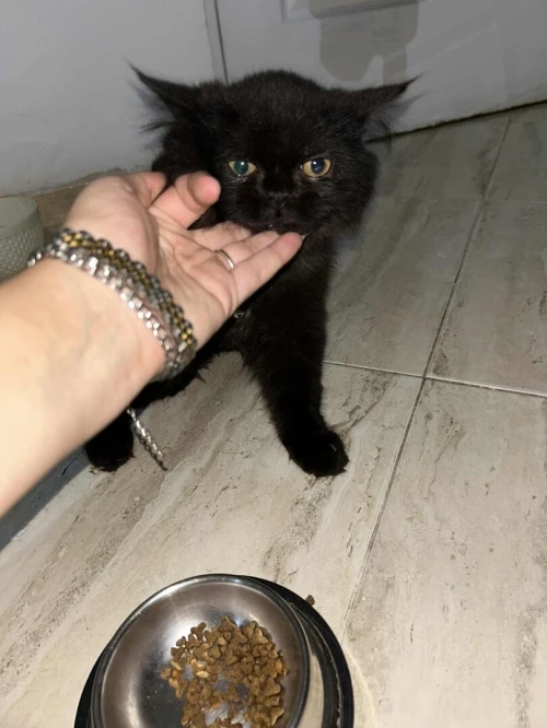 Chat persan