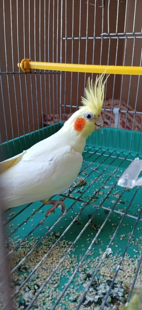 Calopsitte male