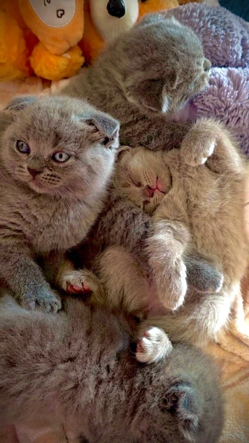 Chatons luxe scottish fold, british shorthair 