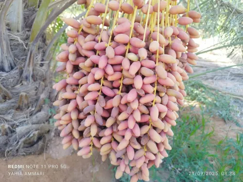 Vente Terrain Touggourt El Alia