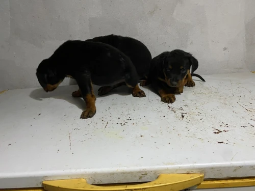 Rottweiler 