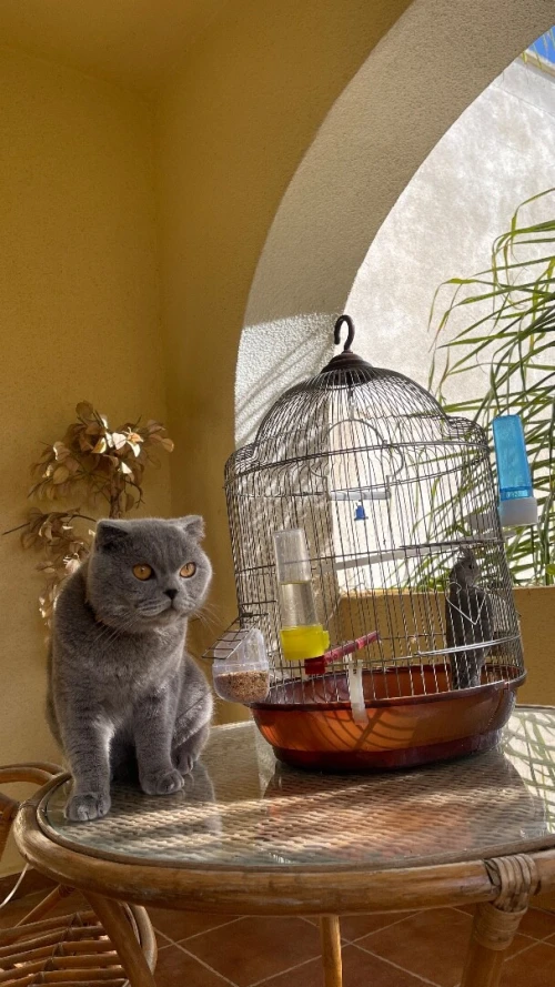 Chat Mâle Scottish fold pure race pour laccouplement 