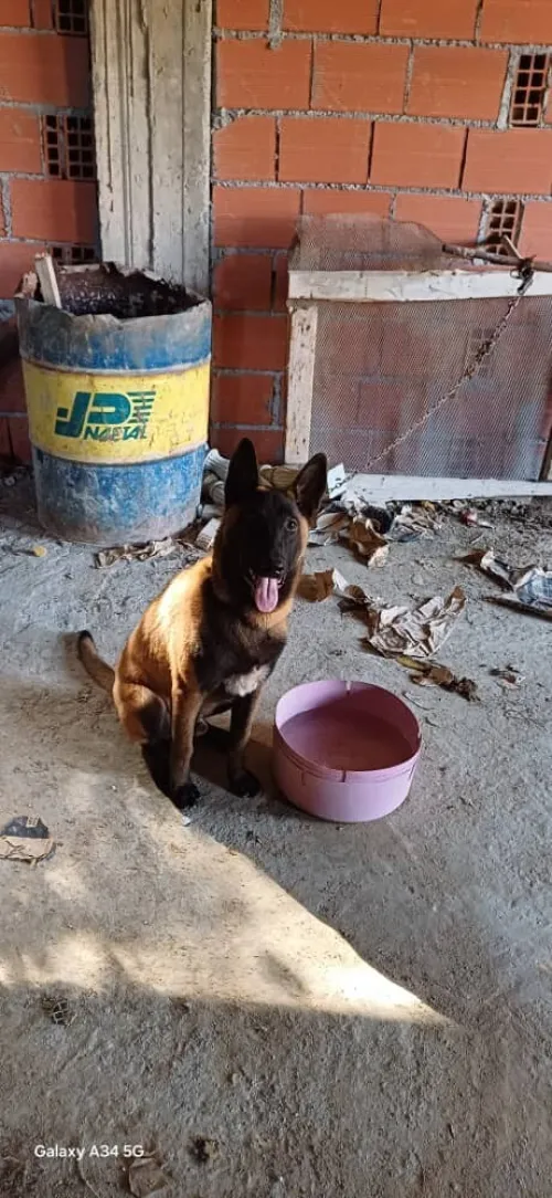 Malinois