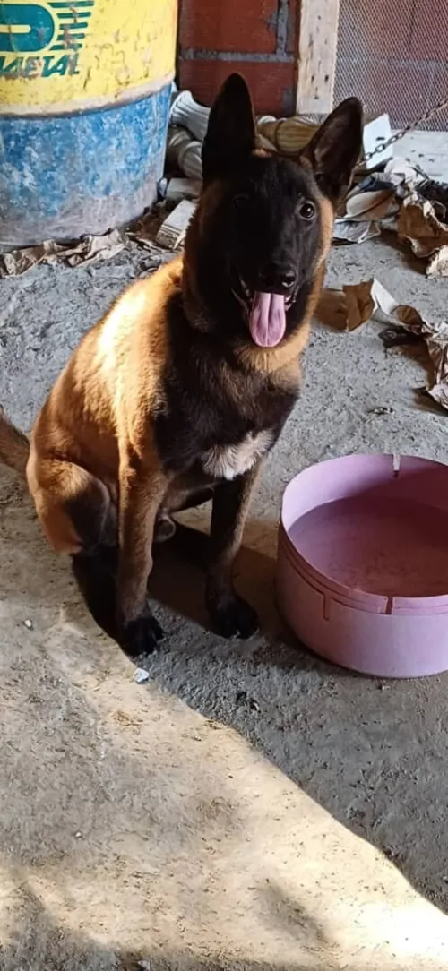Malinois