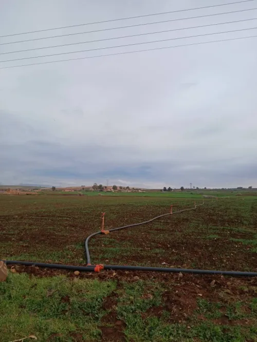Vente Terrain Agricole Aïn Defla Ain soltane