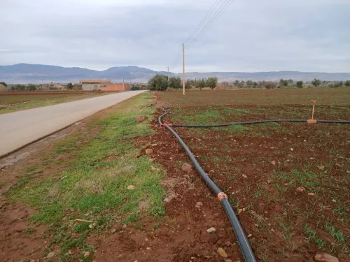Vente Terrain Agricole Aïn Defla Ain soltane