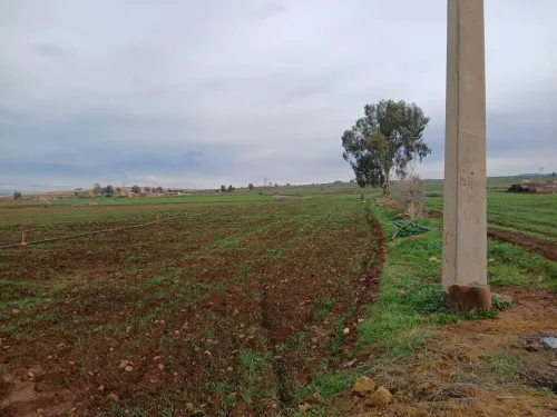 Vente Terrain Agricole Aïn Defla Ain soltane