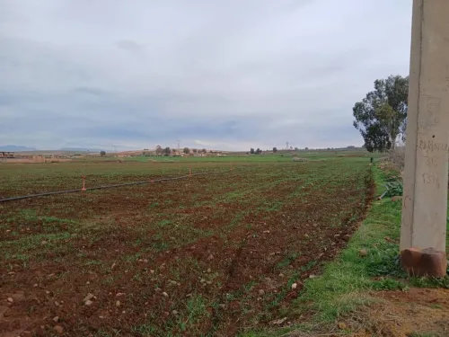 Vente Terrain Agricole Aïn Defla Ain soltane