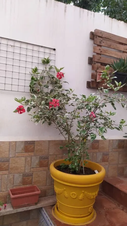 Vente Appartement Duplex F3 Alger Draria