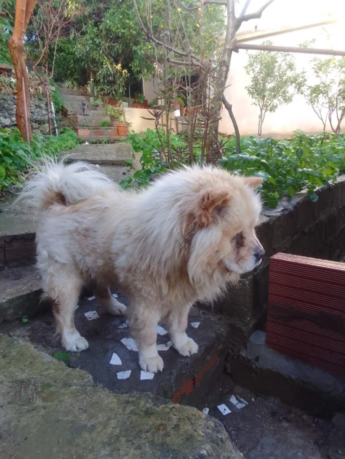 Chow chow femelle 3 and très gentille