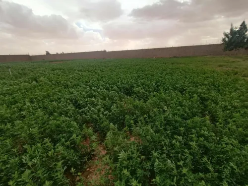 Vente Terrain Agricole Laghouat Laghouat
