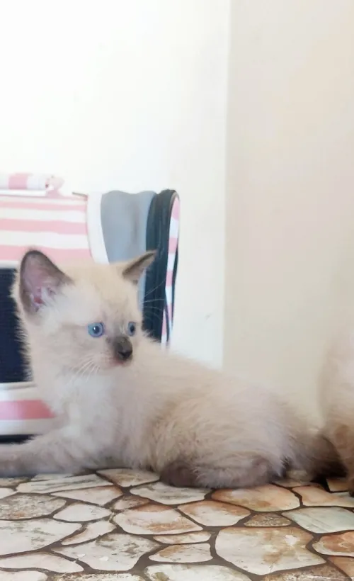 chats siamois   قطط سيامي