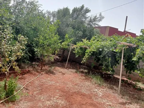 Location vacances Bungalow F3 Tlemcen Marsa ben mhidi
