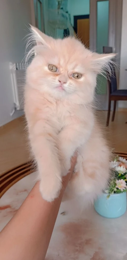 chat persan 