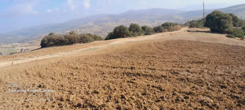 Vente Terrain Agricole Tipaza Meurad