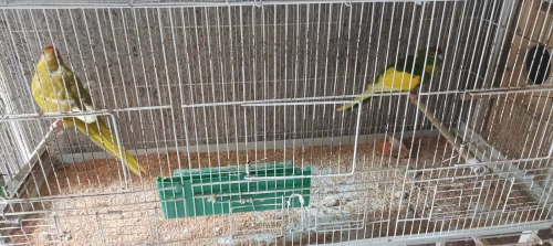 Un petit élevage de oiseaux à vendre