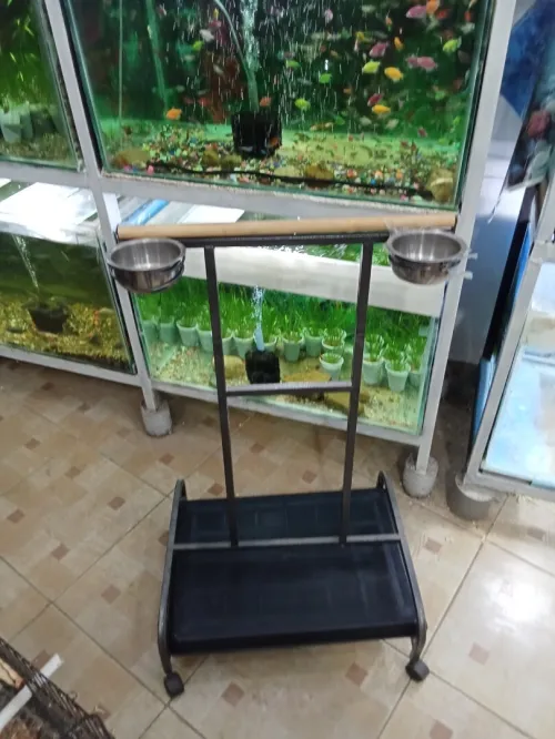 Perchoir pour perroquet 