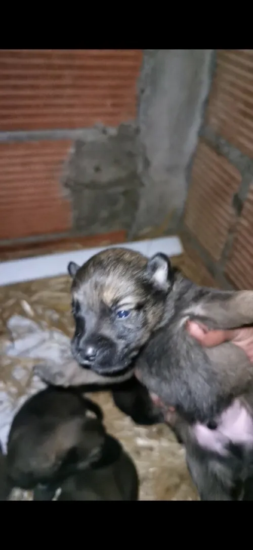 Les petites chou malinois