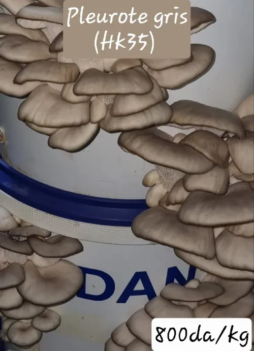 Semences de champignons  بذور الفطر