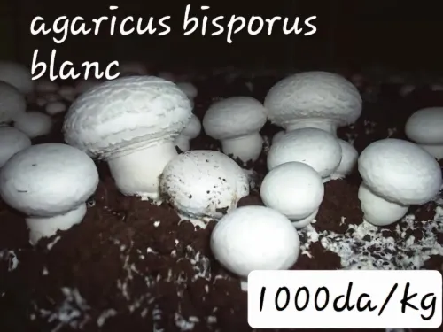 Semences de champignons  بذور الفطر