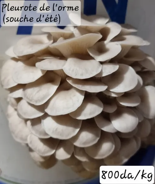 Semences de champignons  بذور الفطر